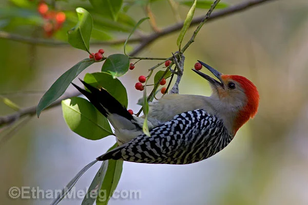 BI-Red-BelliedWoodpecker1-S2-EMELEG.jpg