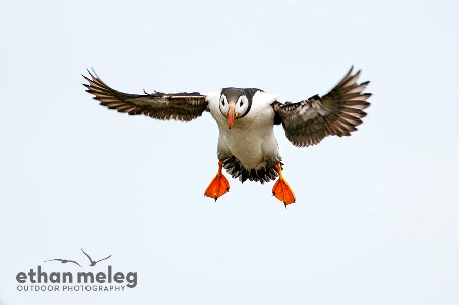AtlanticPuffin_Fratercula arctica_EMELEG_7001.jpg
