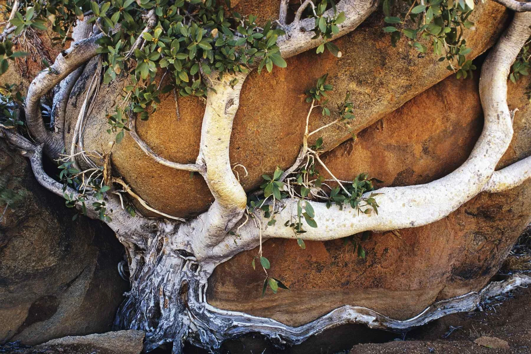 Freeman Patterson- Bio Information — CanAm Photo Expo