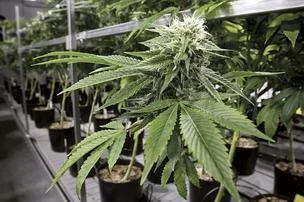 Cannabis Cape Cod.jpg
