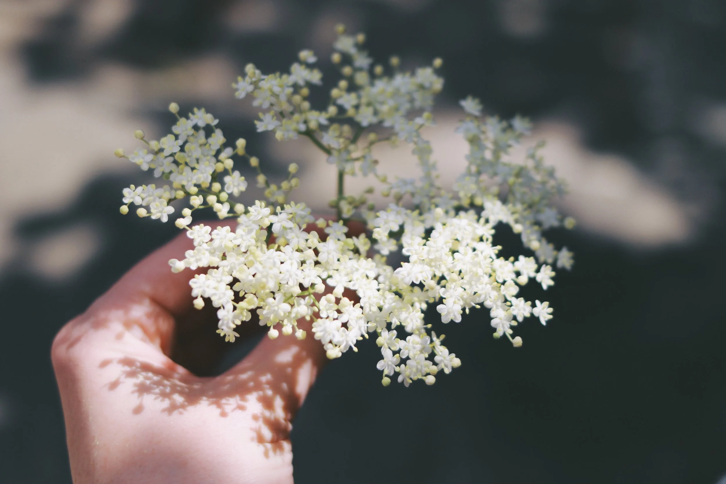 Elderflowers have a delicately floral flavour which pairs beautifully with lemon.