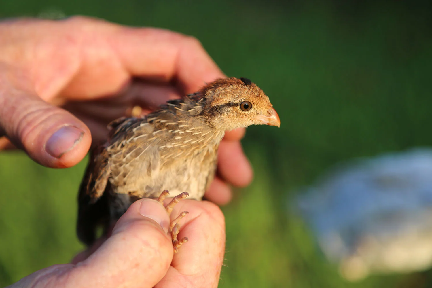 wendy mitman clarke still water bending foreman's branch bird observatory rattle