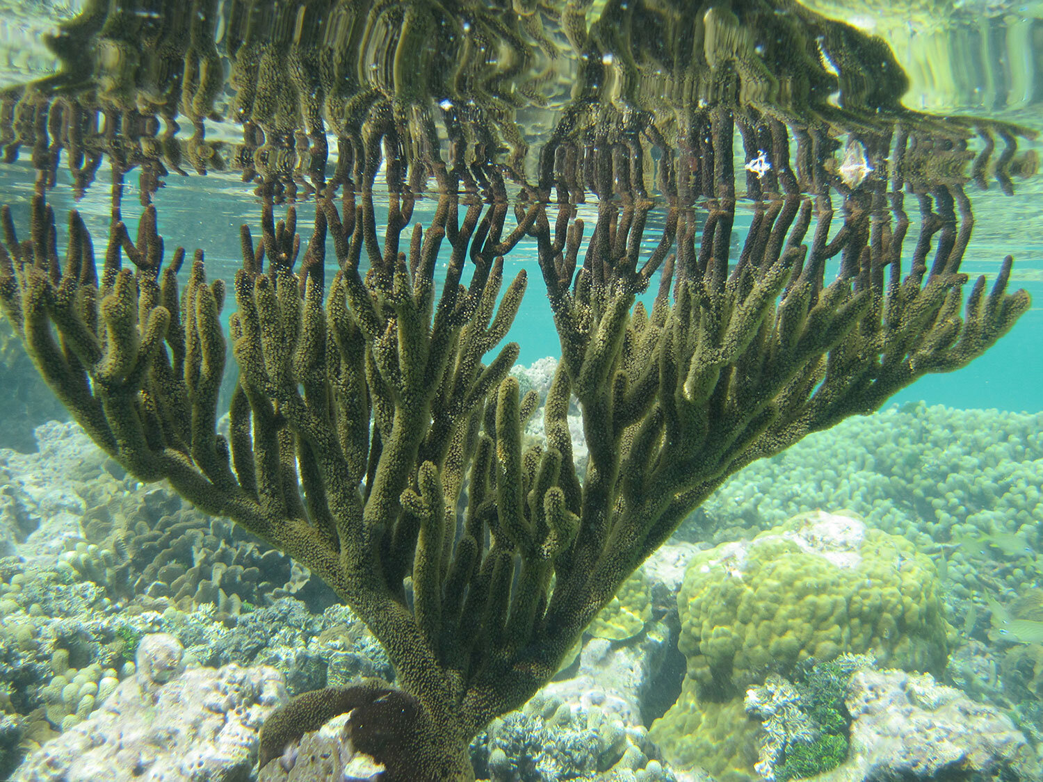 coral-reflect.jpg