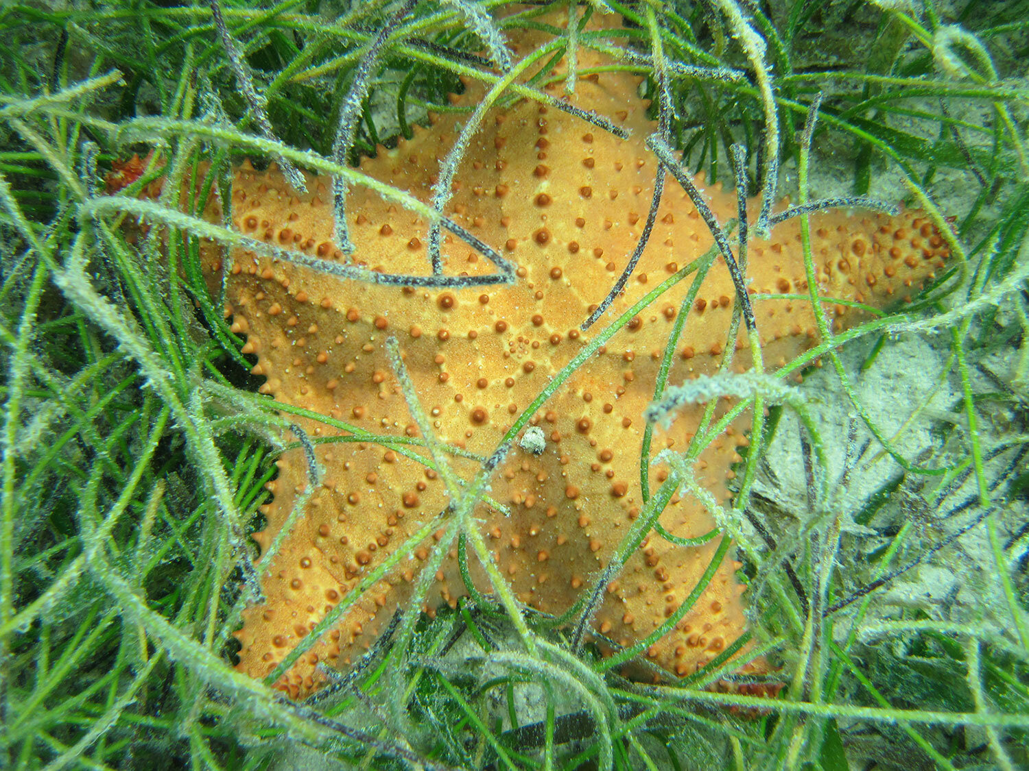 starfishwithgrass.jpg
