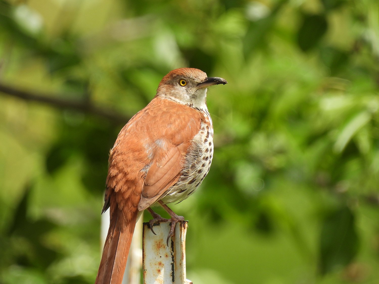 Brown Thrasher_05edit.jpg