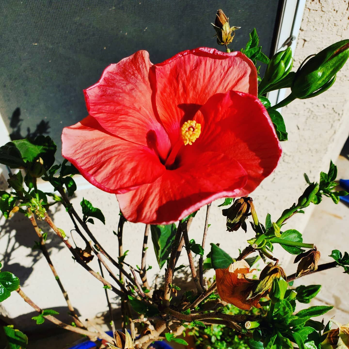 This is a hibiscus 🌺

I love me a beautiful, lush, hibiscus bush like nothing else.

I have made several attempts in the past to grow them and each time I've managed to take a perfectly beautiful bush and promptly kill it in a matter of days. 😱

I 