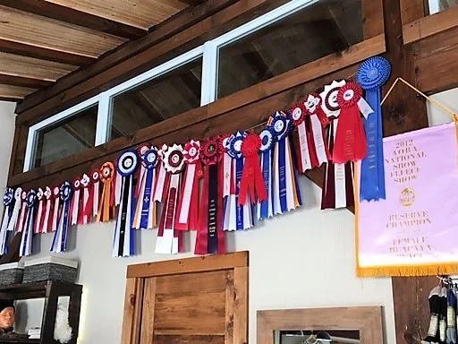 alpagas prix .jpg