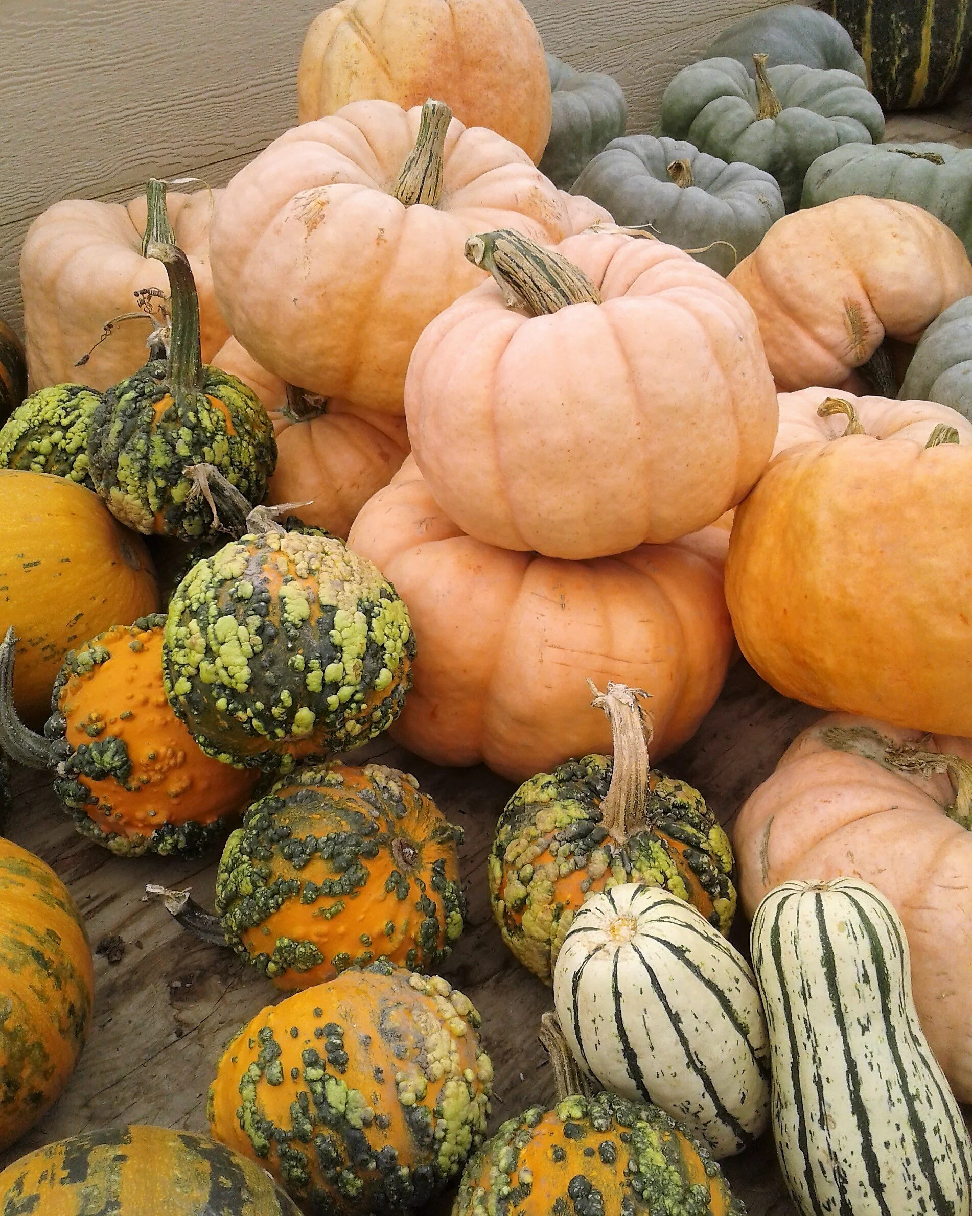 courge 3.jpg