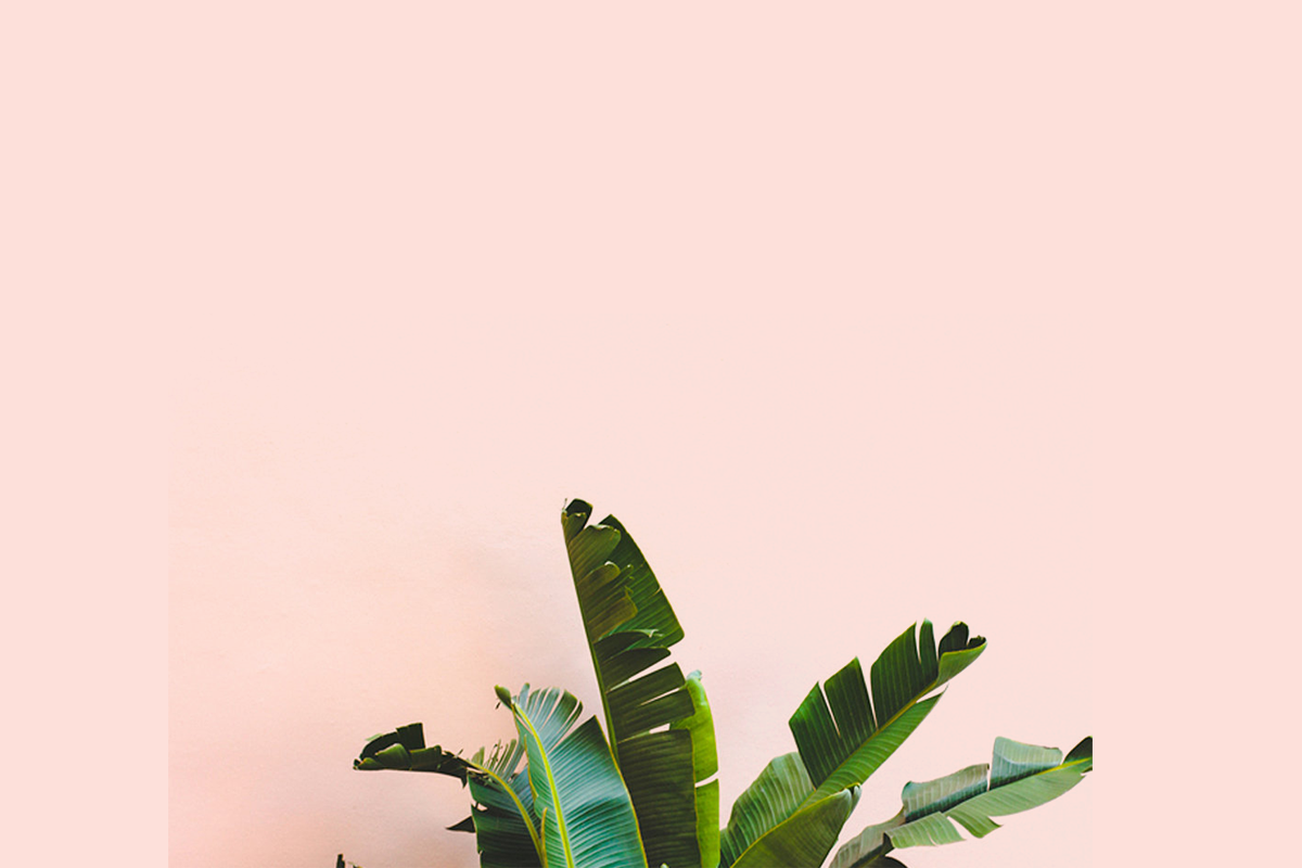 tropicaleaftrendfeatured.png