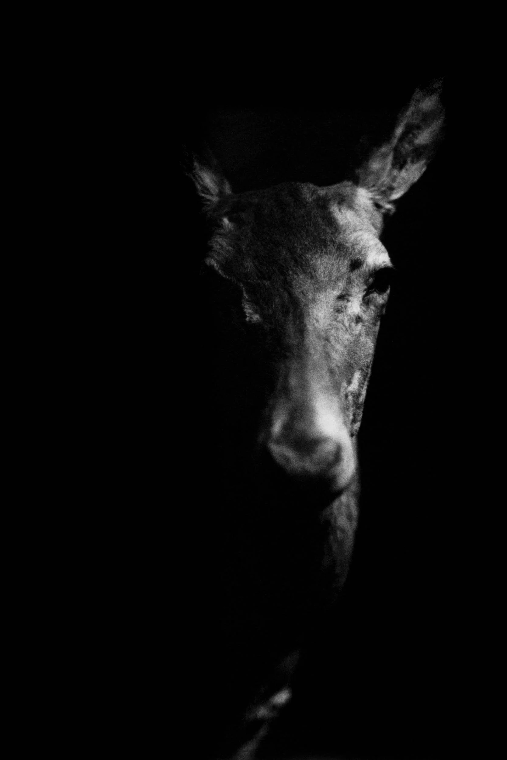 La nuit tranquille
