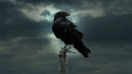 raven-513x289.jpg