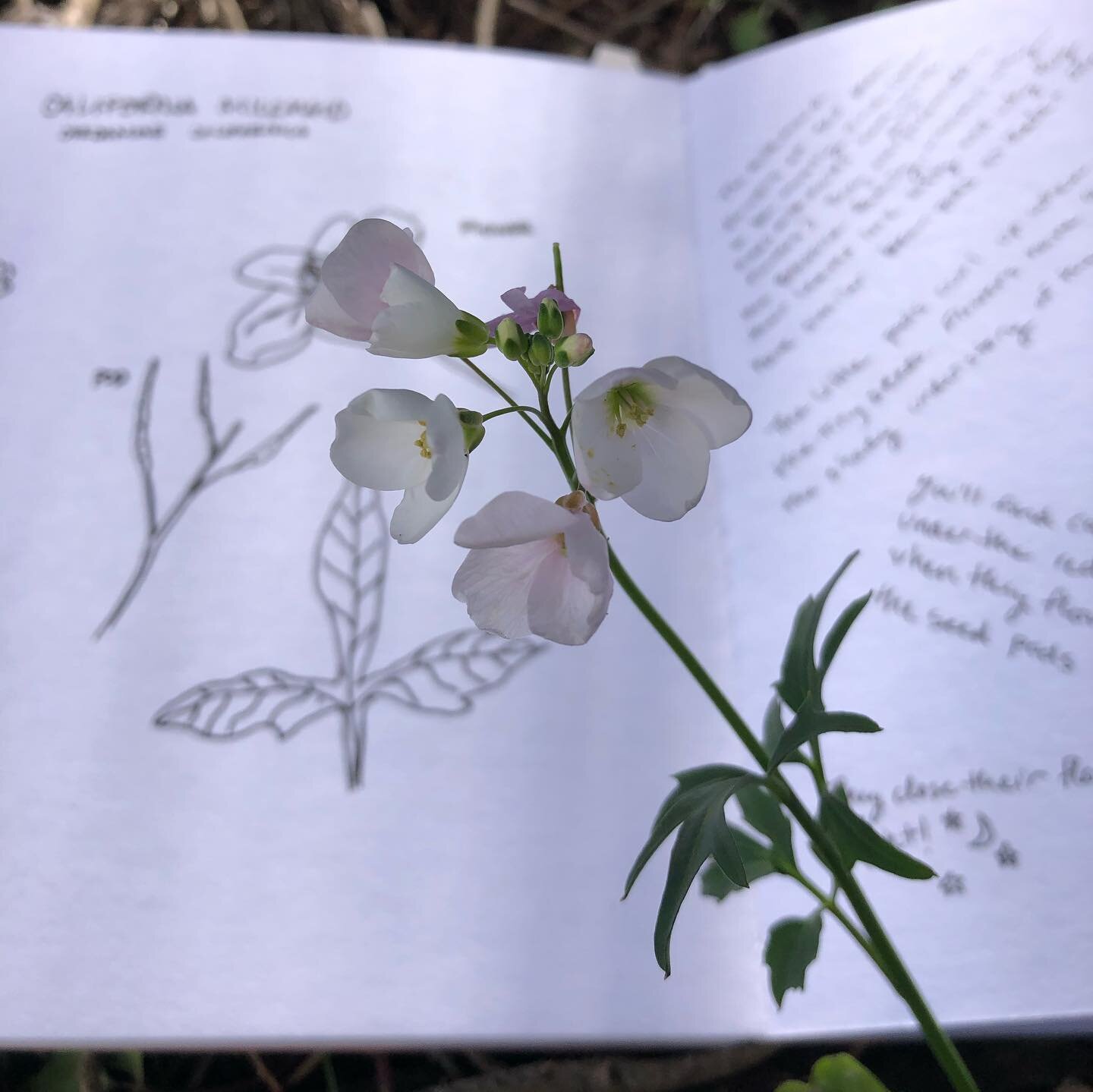 With spring upon us, I walked around the studio @headlandsarts and found some plants featured in Our Plant Community @salmon_creek_farm. It&rsquo;s fun to see the subtle differences between the plants in Marin and Mendocino. Cardamine by @itsdionne, 