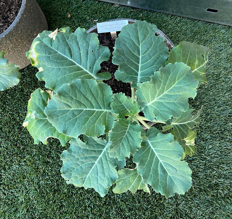 Potted Hybrid Cabbages: Point Bonita cabbage crossed with Mendocino Headlands cabbages, both grown in Oakland, 2021-22.