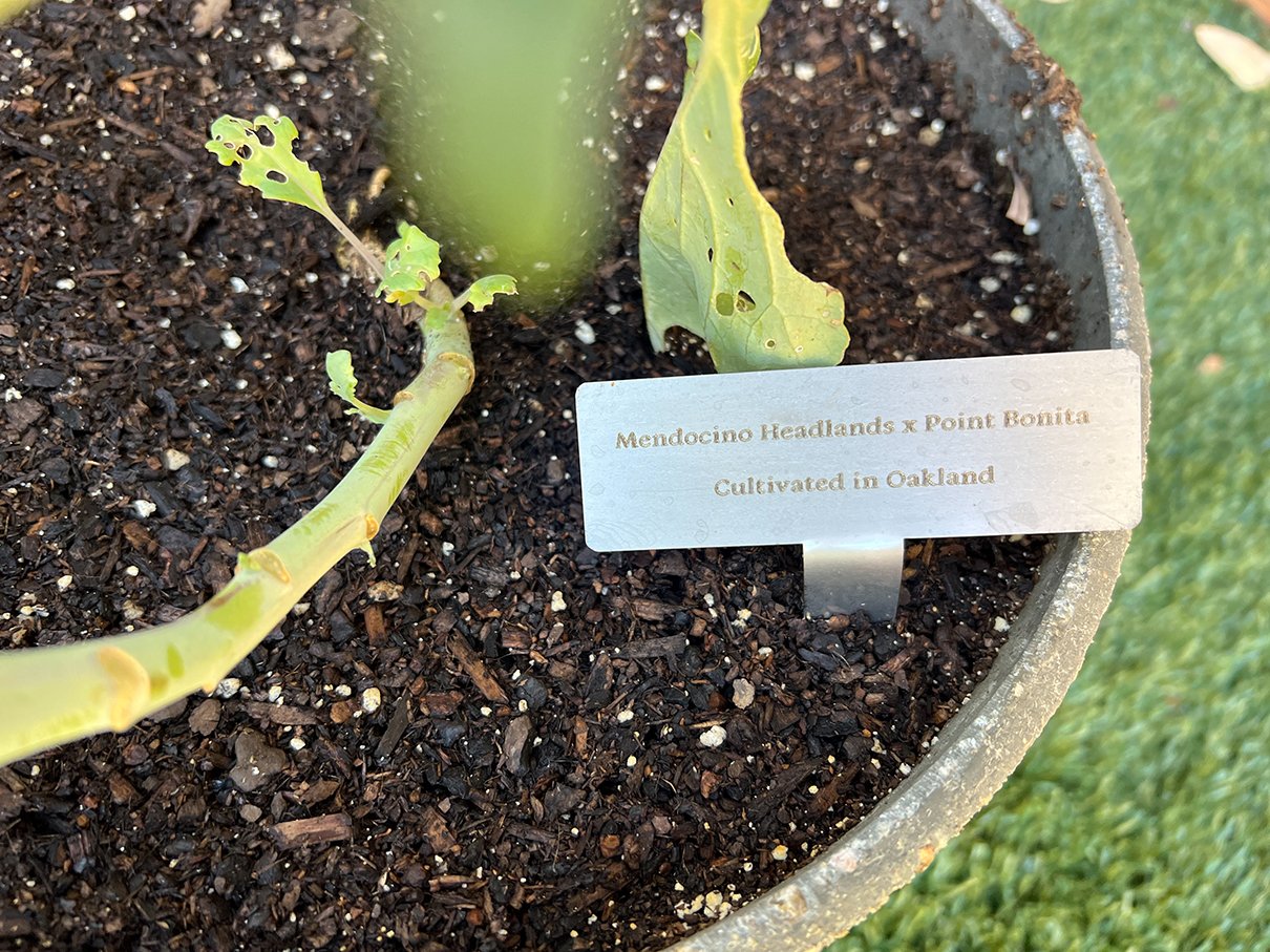 Potted Hybrid Cabbages: Point Bonita cabbage crossed with Mendocino Headlands cabbages, both grown in Oakland, 2021-22.