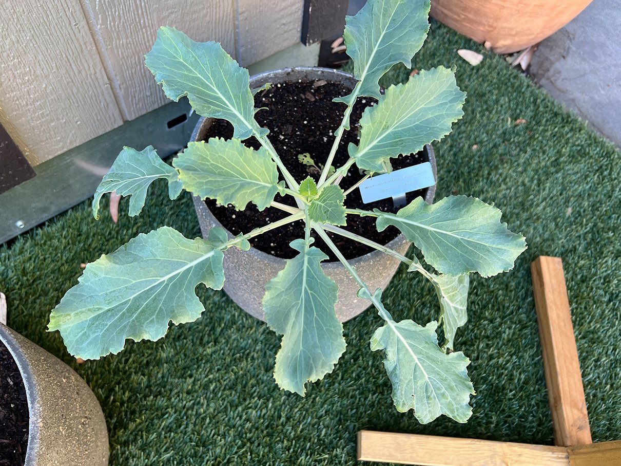 Potted Hybrid Cabbages: Point Bonita cabbage crossed with Mendocino Headlands cabbages, both grown in Oakland, 2021-22.