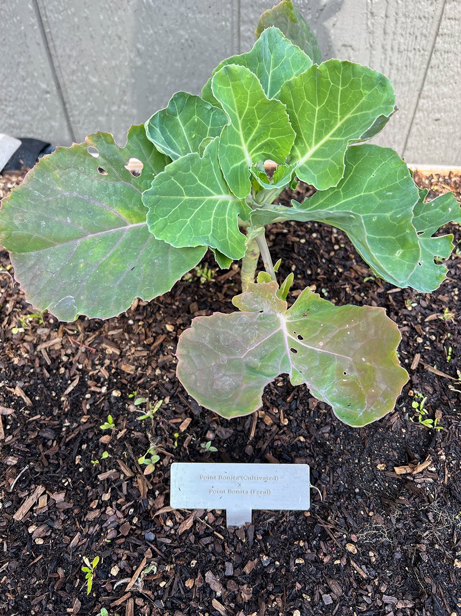 Feral and cultivated cabbages