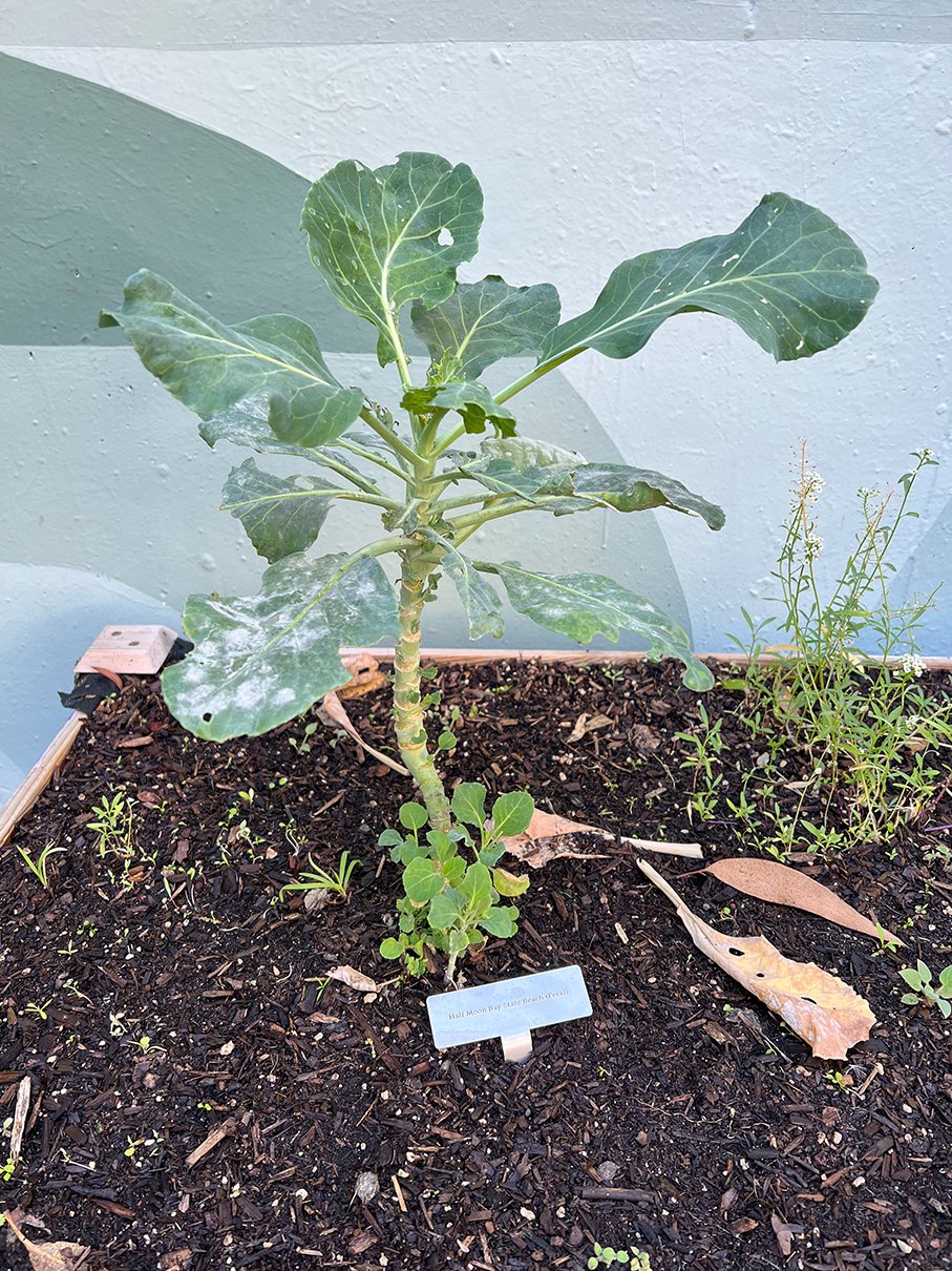 Feral and cultivated cabbages