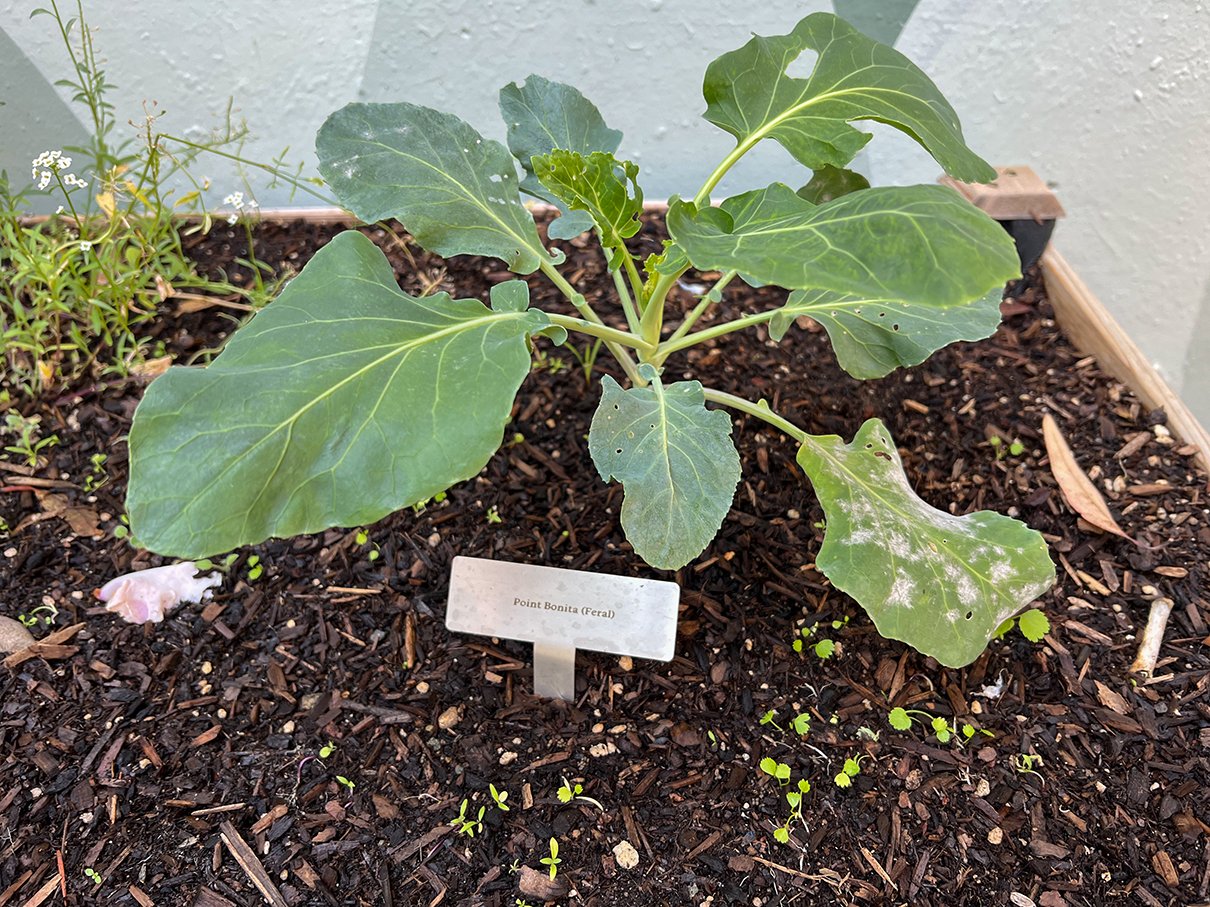 Feral and cultivated cabbages