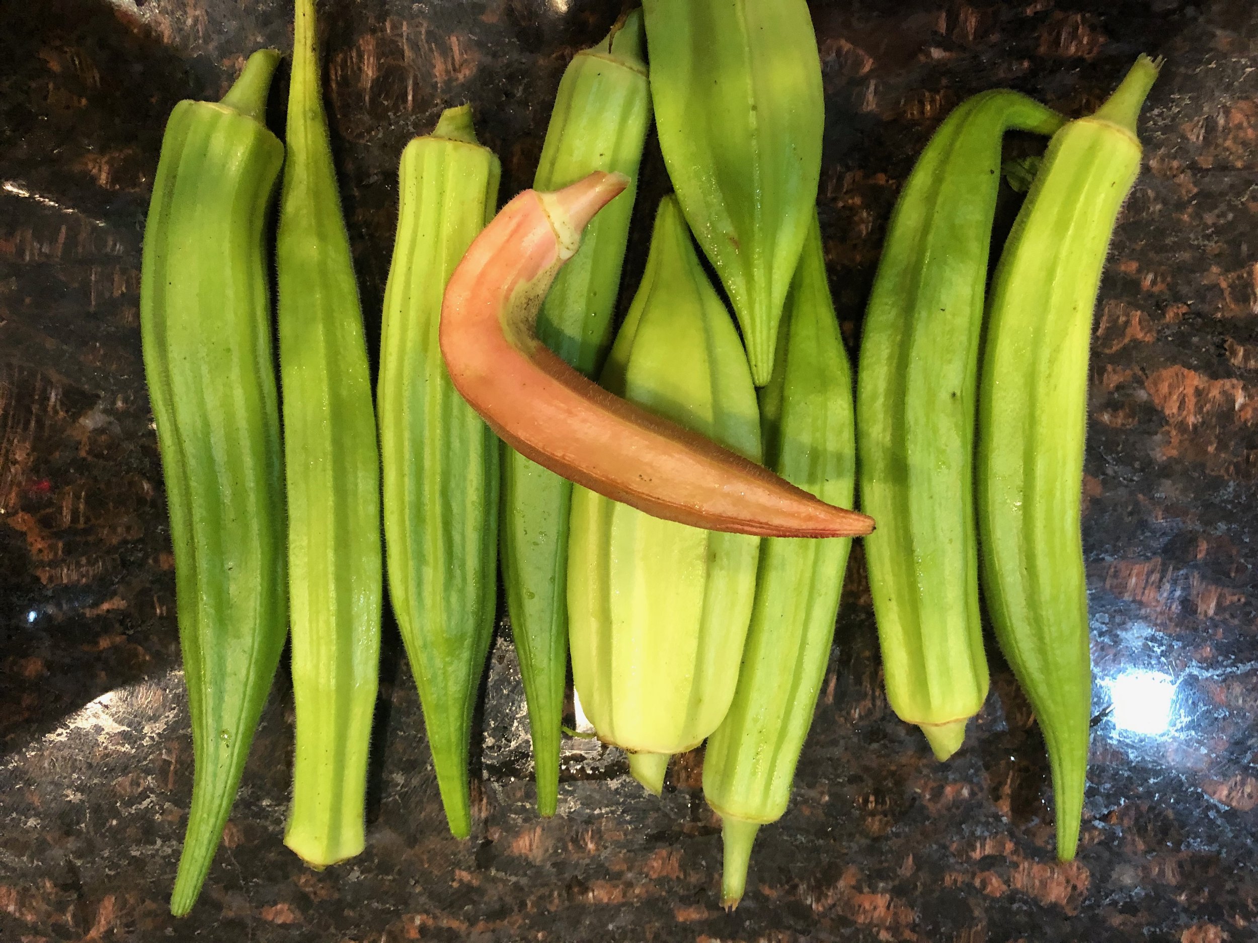 Okra Lovers, It's Harvest Time!!