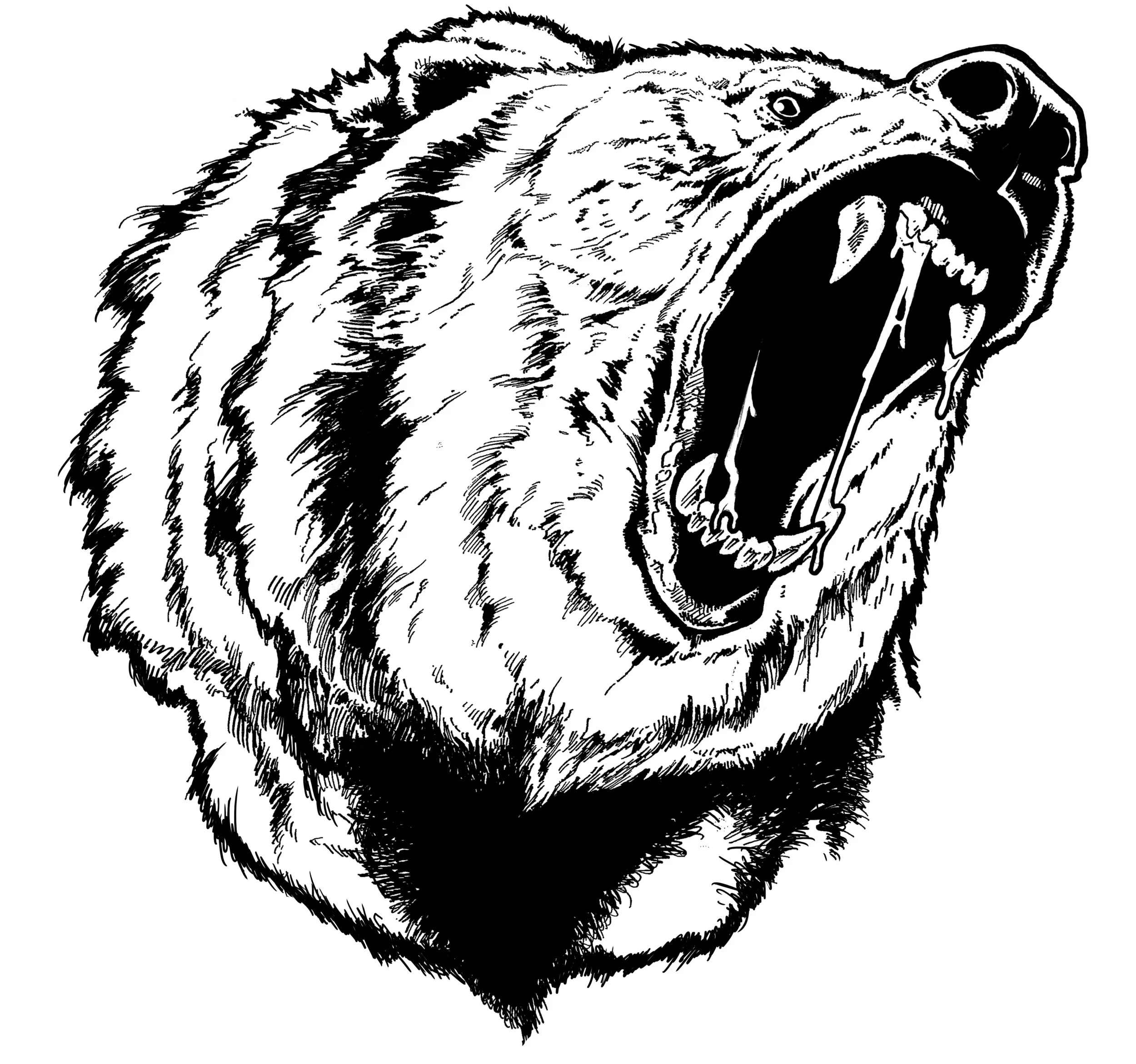 bear_head copy.jpg