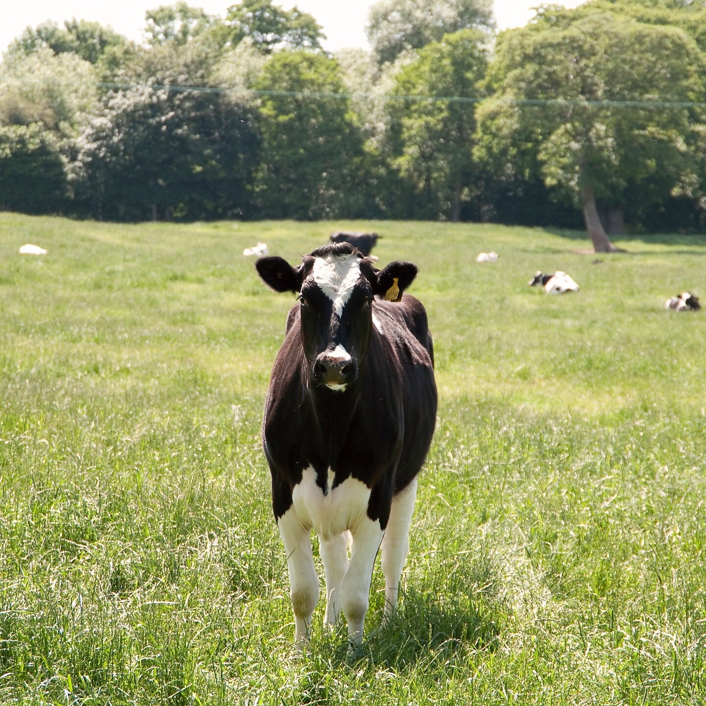 We only use the very best quality milk, to make the best quality cheese.⁣
⁣
We are so proud to support over 100 local farms within a 45 mile radius of the dairy here at Laurels Farm.⁣
⁣
The Cheshire Plain, is truly a world class milk field. ⁣
⁣
We pr