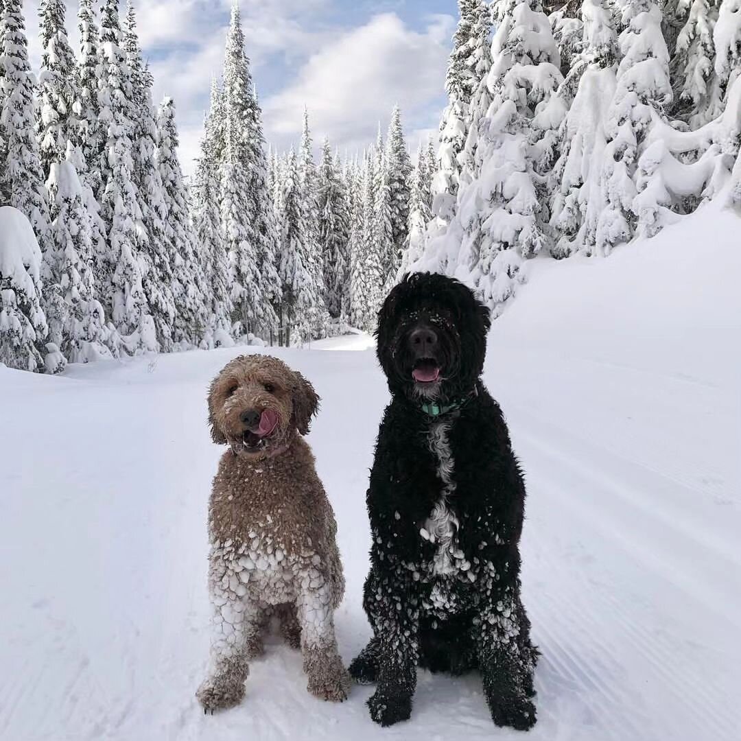 Together, anything is possible ❤️🐶🐶❤️
Happy Friday Friends!

📸@lari.add 
.
.
.
.
.
#f3bgoldendoodle #goldendoodle #goldendoodleofinstagram
#f1bernedoodle #bernedoodle
#grasskennels #bestdogsintheworld #nonshedding #fallinlove #doodlelover #doodlek