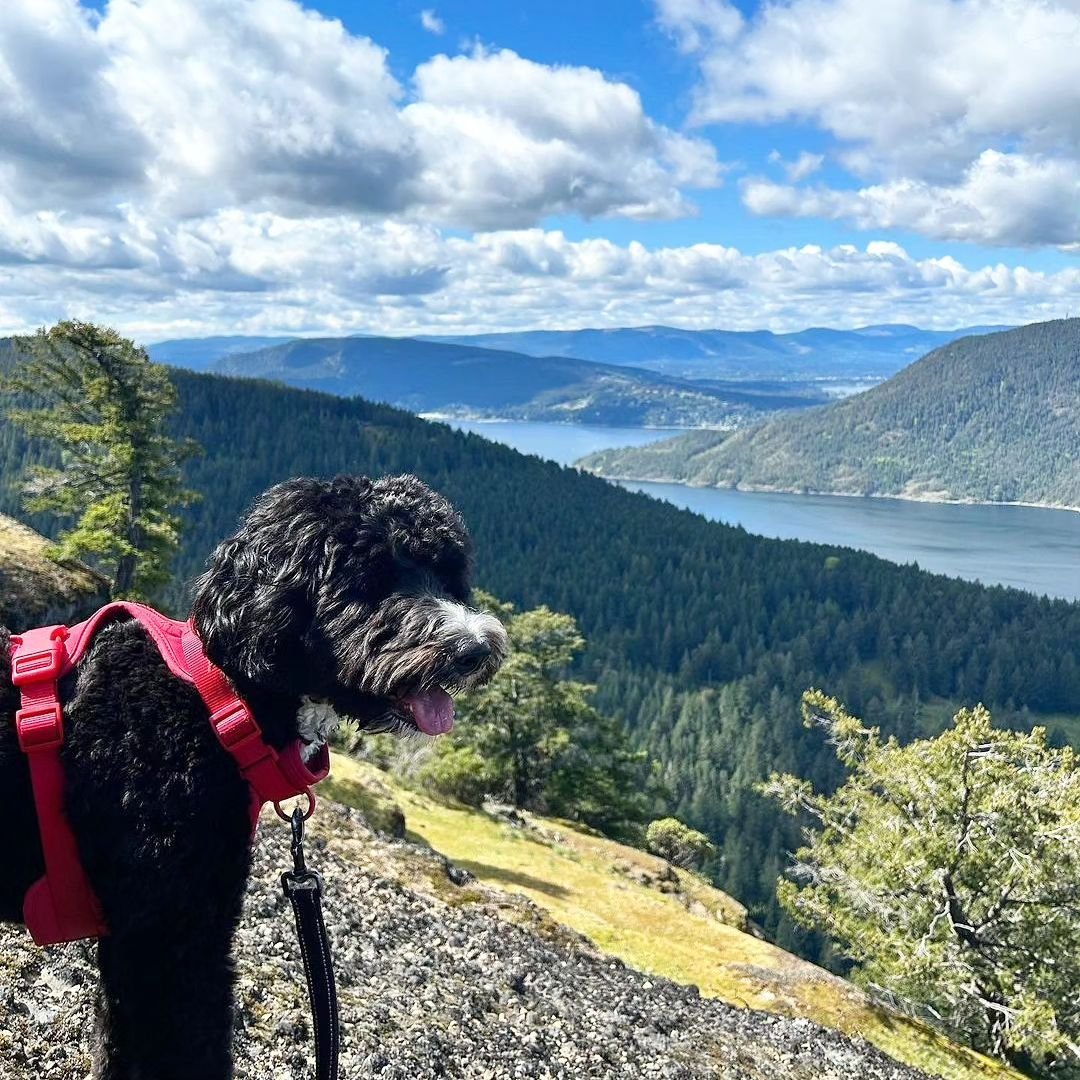 &quot;Before you get a dog, you can't quite imagine what living with one might be like; afterward, you can't imagine living any other way.&quot; - Caroline Knapp
Happy Friday Friends 🌲🩷🐶

📸@duchessofsuterbrook 
.
.
.
.
.
.
#bernedoodle #f1bernedo