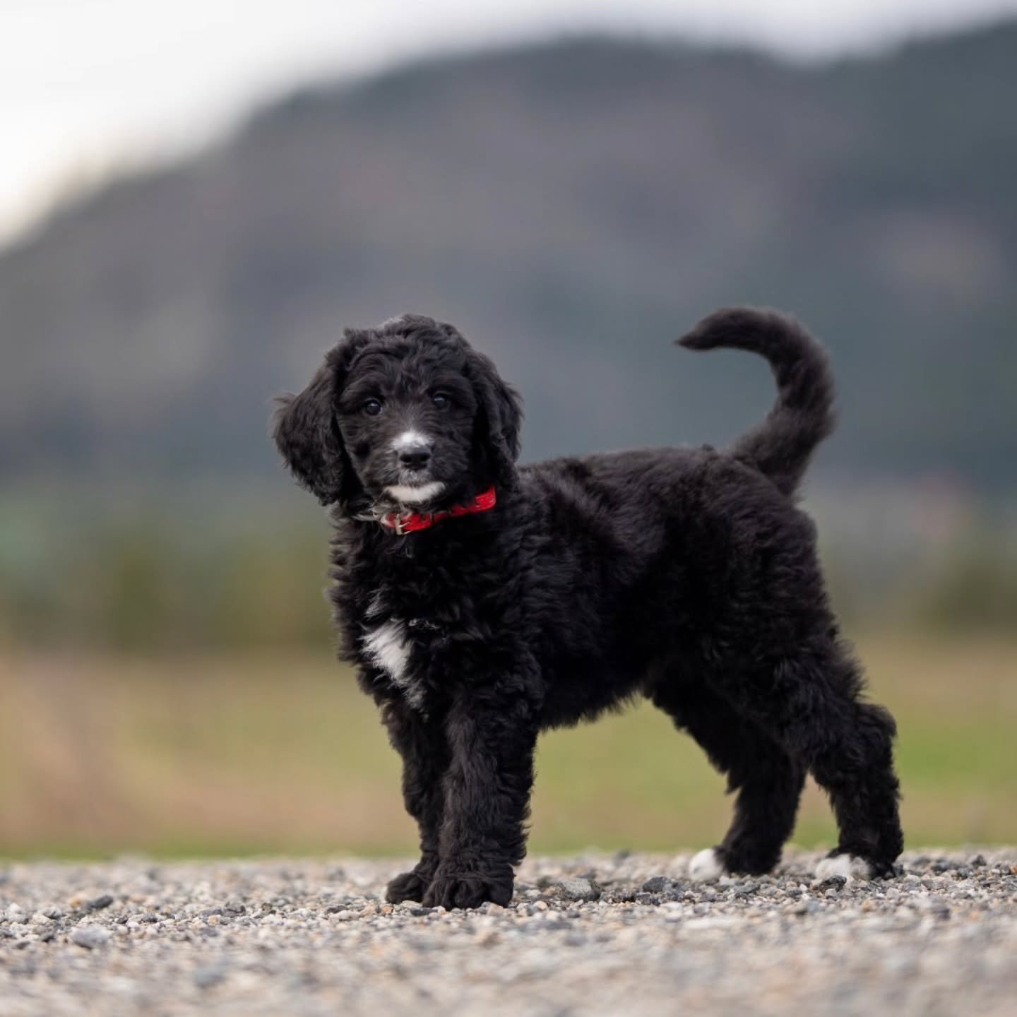 Owning a dog can significantly boost happiness&nbsp;by reducing stress, increasing physical activity, and providing companionship. Their loyal and loving nature can combat loneliness and improve overall mental health. Studies show that interacting wi