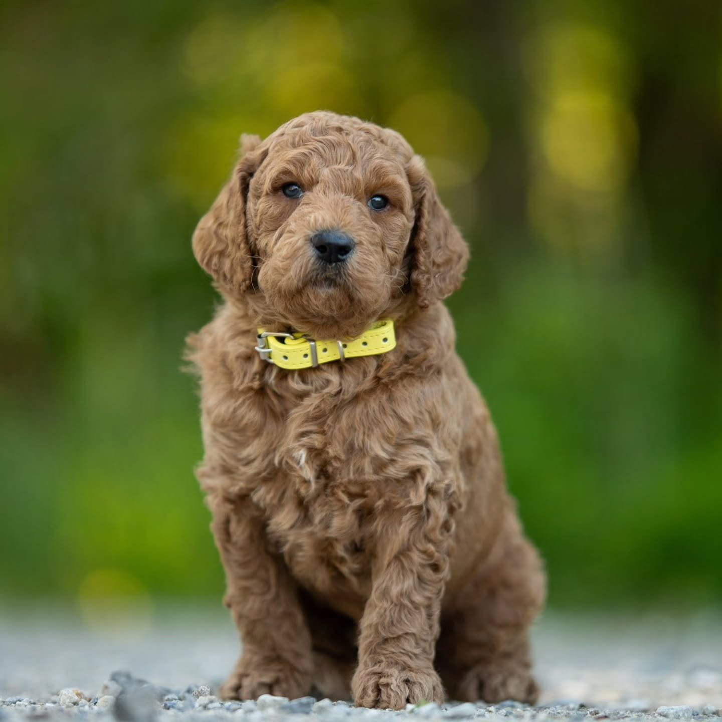 Hugs are like boomerangs &ndash; you get them back right away.&quot; &ndash; Bil Keane 💛🐶 handsome Rover is available for adoption. 
.
.
.
.
.
#f1bgoldendoodle #goldendoodle #goldendoodleofinstagram #grasskennels #bestdogsintheworld #nonshedding #f