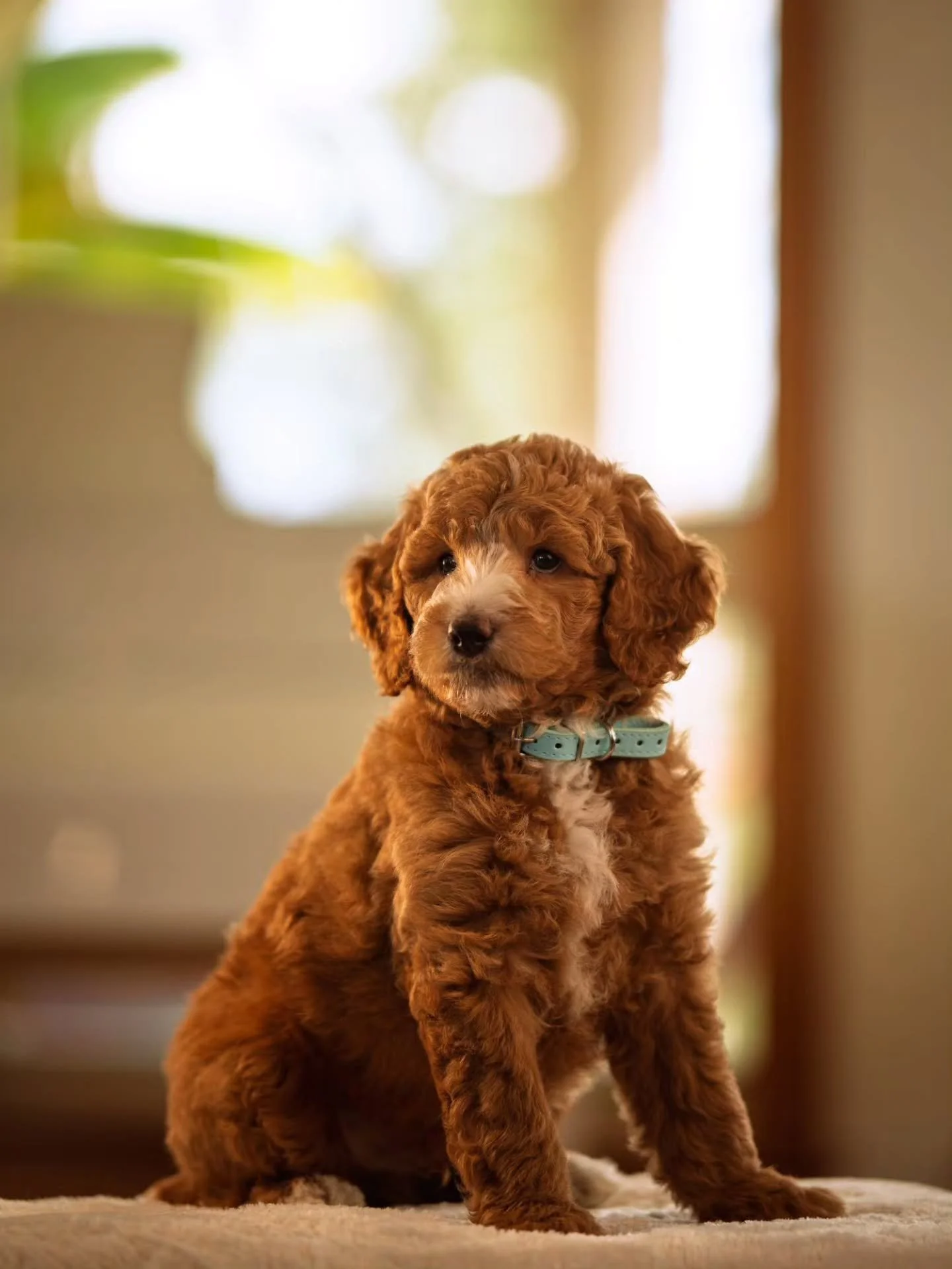Love at first sight is like a fairy tale, but it can come true if you believe in it. ✨️🐶🩵 handsome Paul is available for adoption. 
.
.
.
.
.
#bernedoodle #f1bbernedoodle #bernedoodlesofinstagram 
#grasskennels #bestdogsintheworld #nonshedding #fal