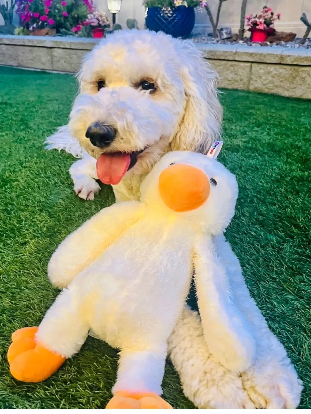 Love is that condition in which the happiness of another person is essential to your own. 🧡🐶✨️ Happy Weekend Friends ✨️🧡✨️

📸@evagunther77 
.
.
.
.
.
#f3bgoldendoodle #goldendoodle #goldendoodleofinstagram #grasskennels #bestdogsintheworld #nonsh