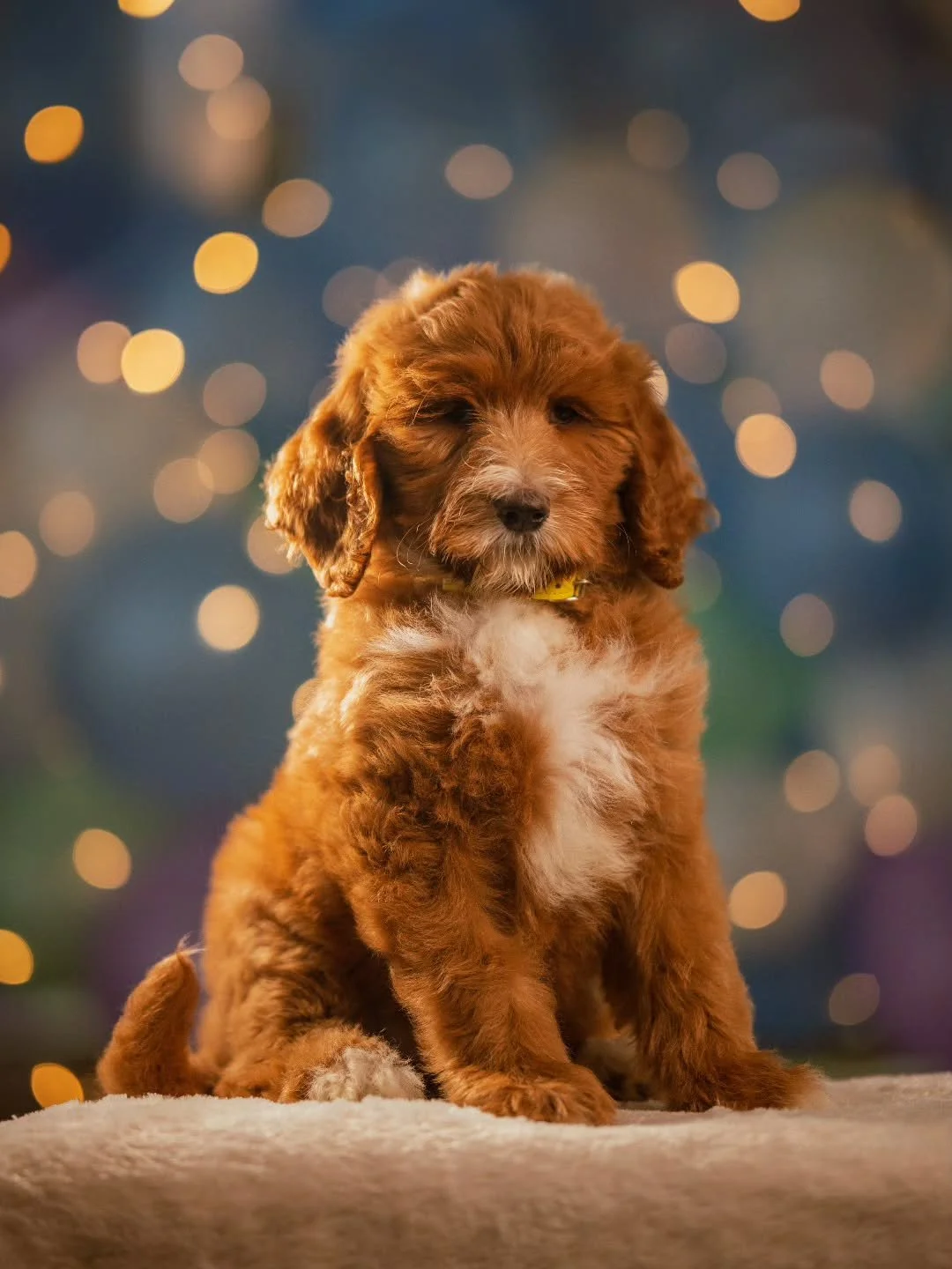 They say love is the best investment; the more you give, the more you get in return. &mdash; Audrey Hepburn 💛🐶✨️ Sweet George is available for adoption. 
.
.
.
.
.
#f1bbernedoodle #bernedoodle #bernedoodlesofinstagram 
#grasskennels #bestdogsinthew