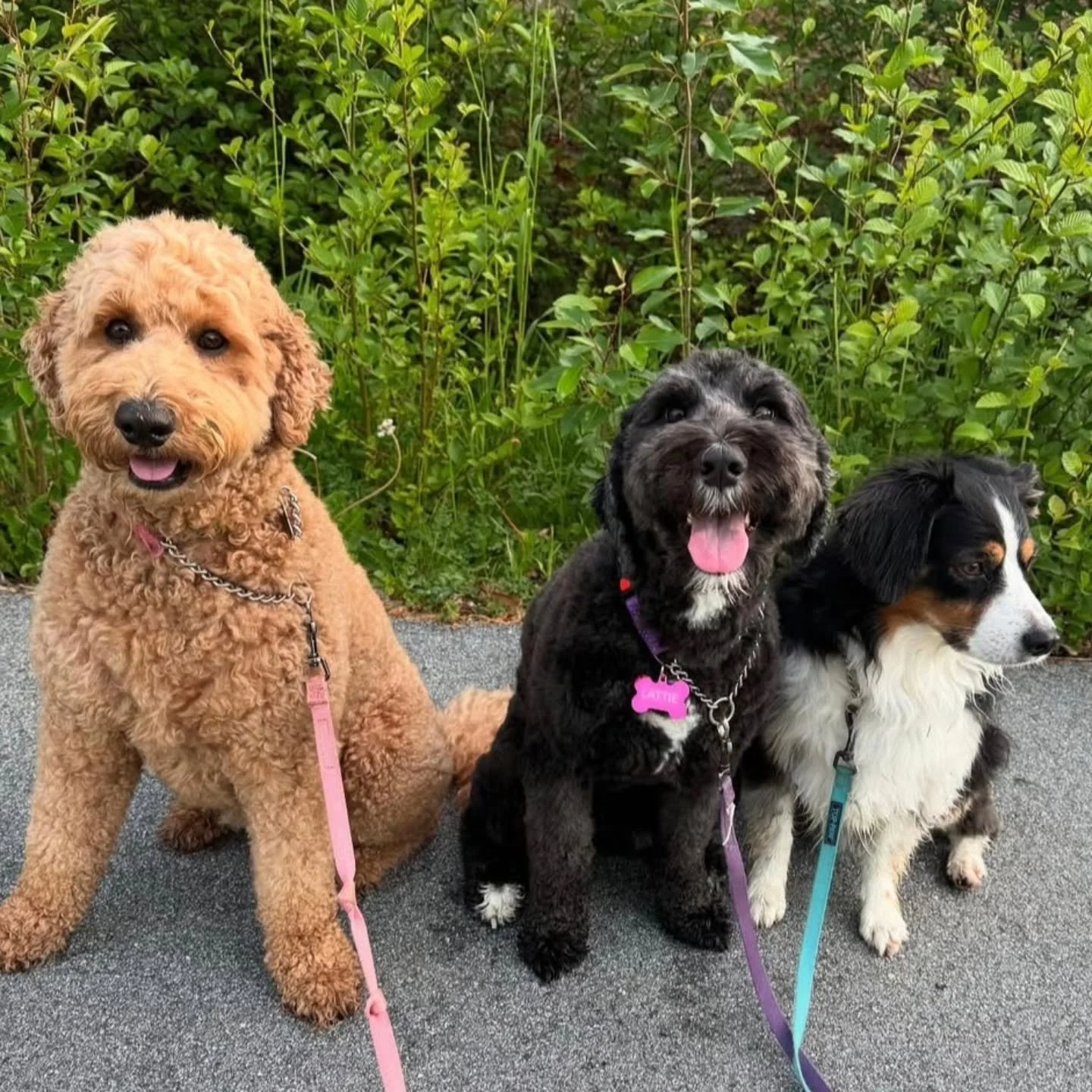 A friend is a gift you give yourself. ❤️🐶🐶🐶❤️

📸@kristinarachel_24 
.
.
.
.
.
.
#f3bgoldendoodle #goldendoodle #goldendoodleofinstagram #f1bbernedoodle #bernedoodlesofinstagram #bernedoodle 
#grasskennels #bestdogsintheworld #nonshedding #fallinl