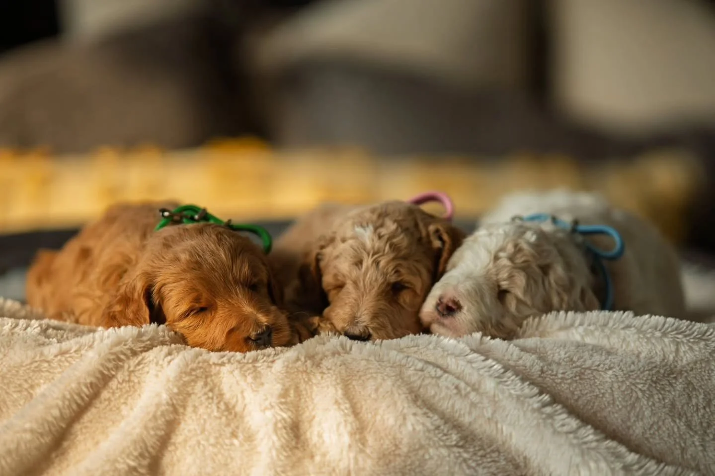 &quot;To accomplish great things, we must not only act, but also dream; not only plan, but also believe&quot; &mdash; Anatole France 💓💓💓🐶🐶🐶🫶🫶🫶 Happy Monday 💓
.
.
.
.
.
.
#f3bgoldendoodle #goldendoodle #goldendoodleofinstagram #grasskennels 