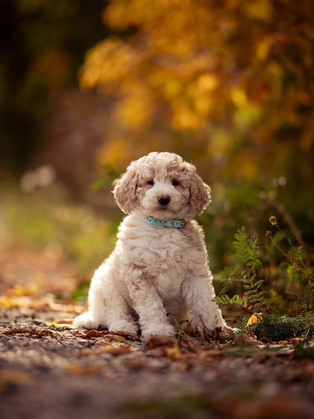 Cutest pumpkin in the patch. 🧡🐶 Sweet Bubbles is available for adoption. 
.
.
.
.
.
.
#f3bgoldendoodle #goldendoodle #goldendoodleofinstagram #grasskennels #bestdogsintheworld #nonshedding #fallinlove #doodlelover #doodlekisses #okanagan #beautiful