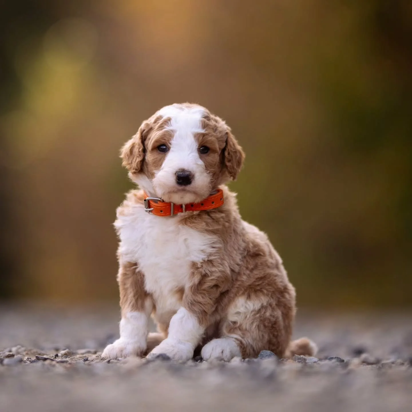 I found everything I needed when i found you - Eva
Handsome Oliver is available for adoption 💙🐶
.
.
.
.
.
#f1bbernedoodle #bernedoodle #bernedoodlesofinstagram 
#grasskennels #bestdogsintheworld #nonshedding #fallinlove #doodlelover #doodlekisses #