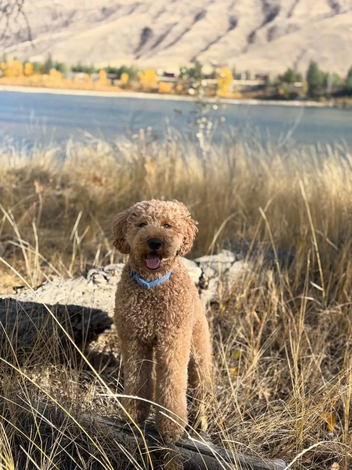Capturing the fleeting beauty of fall one leaf at a time. 🍂🍁🐶🤎

📸@golden_and_doodle_ 
.
.
.
.
.
.
#f3bgoldendoodle #goldendoodle #goldendoodleofinstagram #grasskennels #bestdogsintheworld #nonshedding #fallinlove #doodlelover #doodlekisses #okan