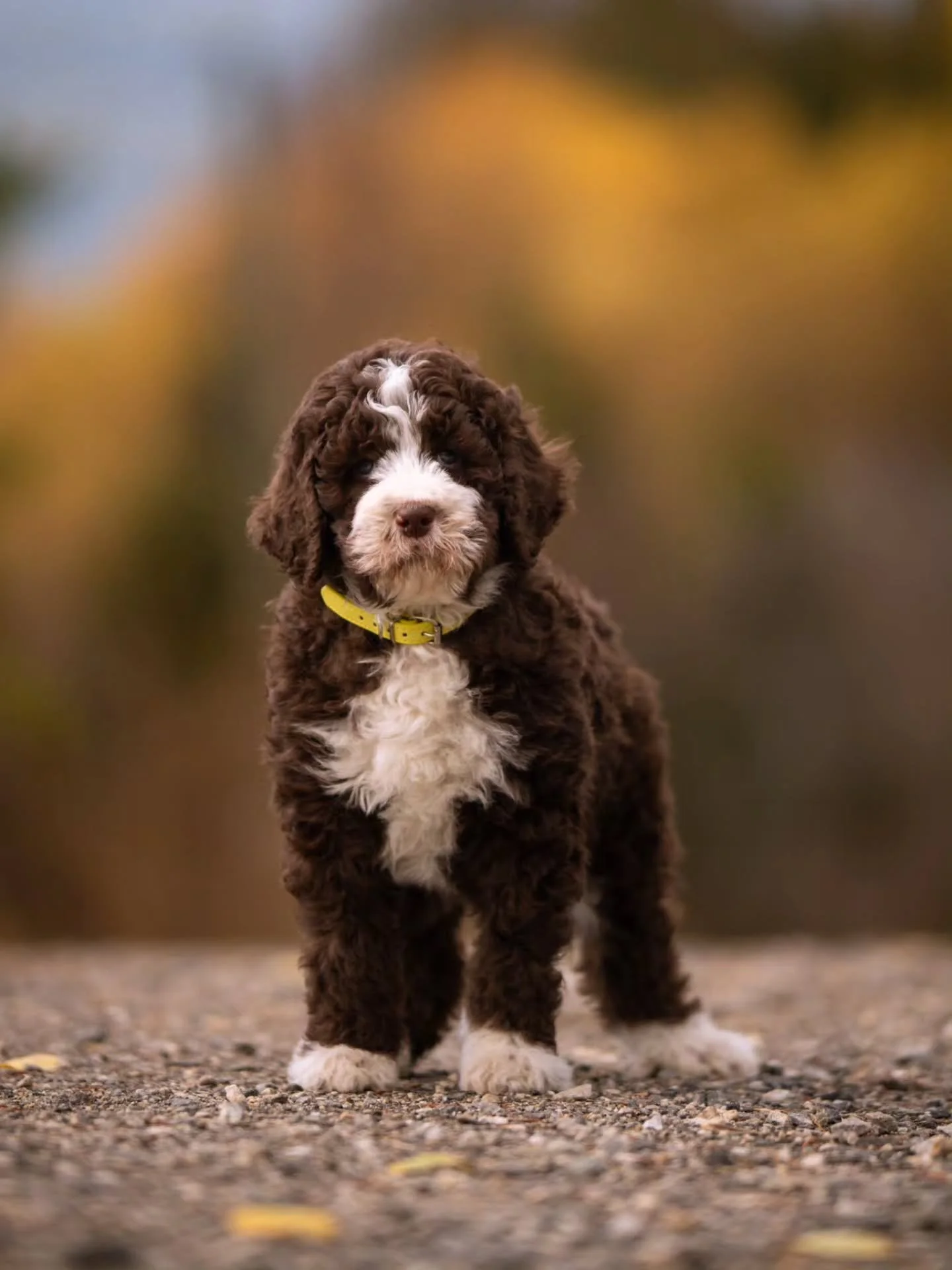 I love you s&rsquo;more 🤎🐶 Archie is available for adoption. Please DM.
.
.
.
.
.
.
#bernedoodle #bernedoodlesofinstagram #f1bbernedoodle #grasskennels #bestdogsintheworld #nonshedding #fallinlove #doodlelover #doodlekisses #okanagan #beautifulbrit