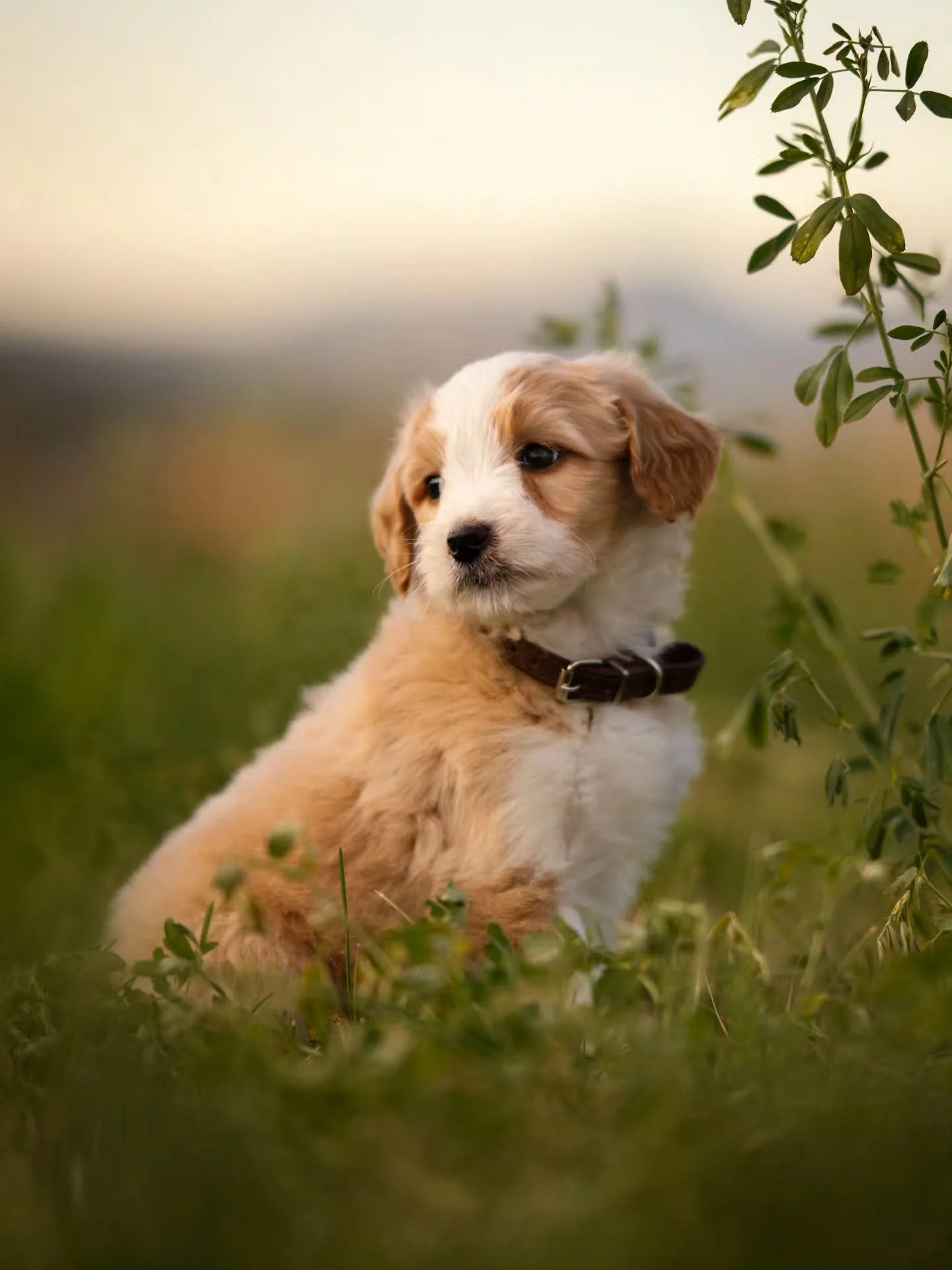Awwtumn 🤎🐶 sweet Jasper is available for adoption. 
.
.
.
.
.
.
#f1bbernedoodle #Bernedoodle #bernedoodlesofinstagram 
#grasskennels #bestdogsintheworld #nonshedding #fallinlove #doodlelover #doodlekisses #okanagan #beautifulbritishcolumbia #kelown