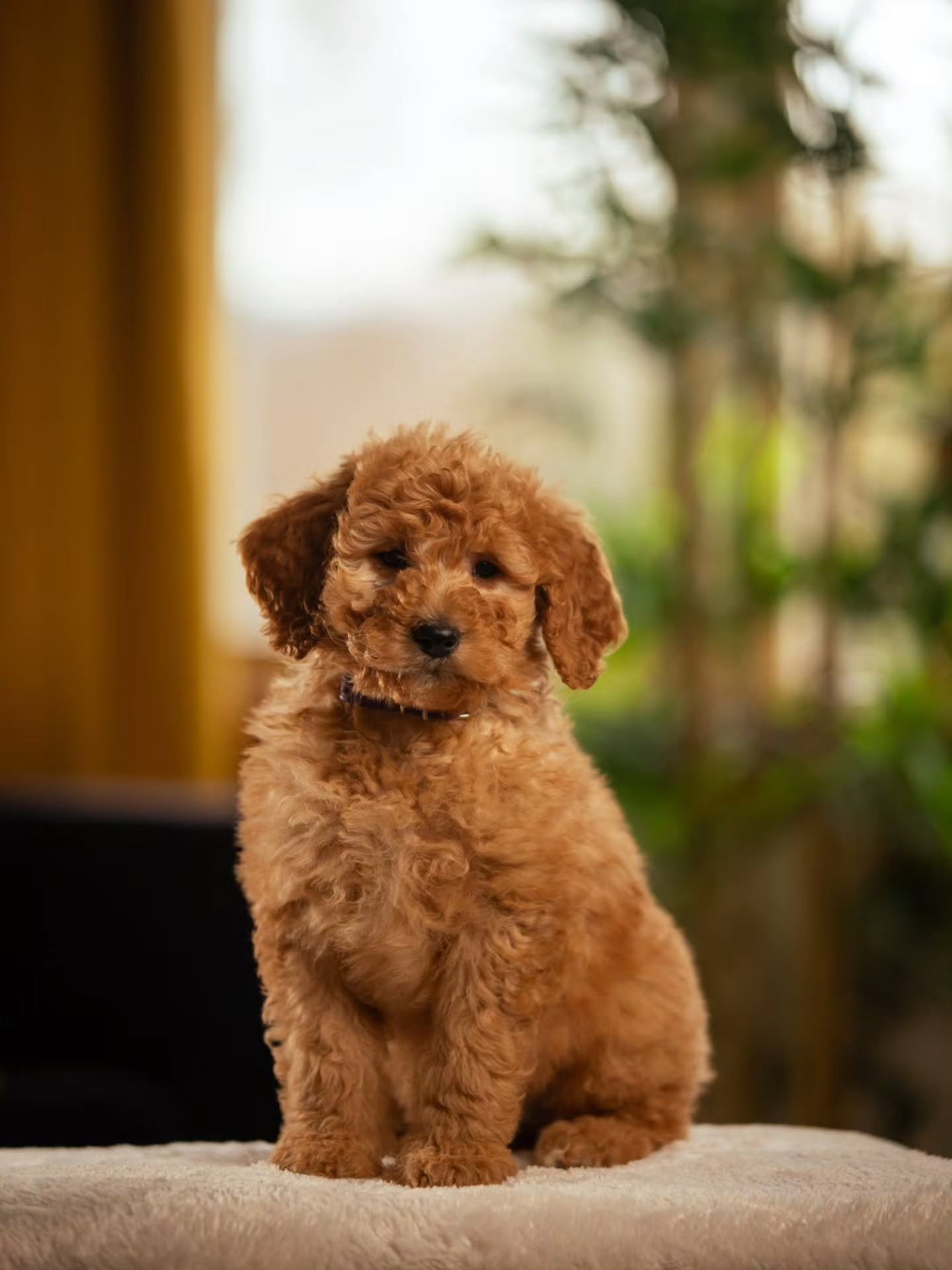 Be your own kind of beautiful. 🧡🐶✨️ Sweet Aurora is available for adoption. 
.
.
.
.
.
.
#bernedoodle #f1bbernedoodle #bernedoodlesofinstagram 
#grasskennels #bestdogsintheworld #nonshedding #fallinlove #doodlelover #doodlekisses #okanagan #beautif