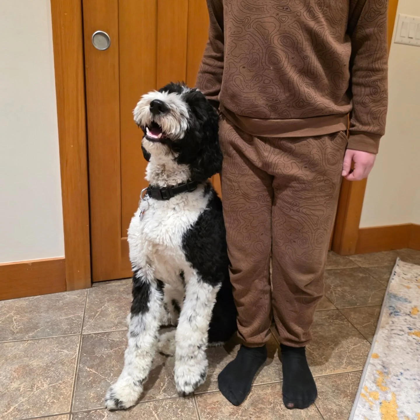 Chamaco 🖤🐶 is looking for his forever home. Please DM.