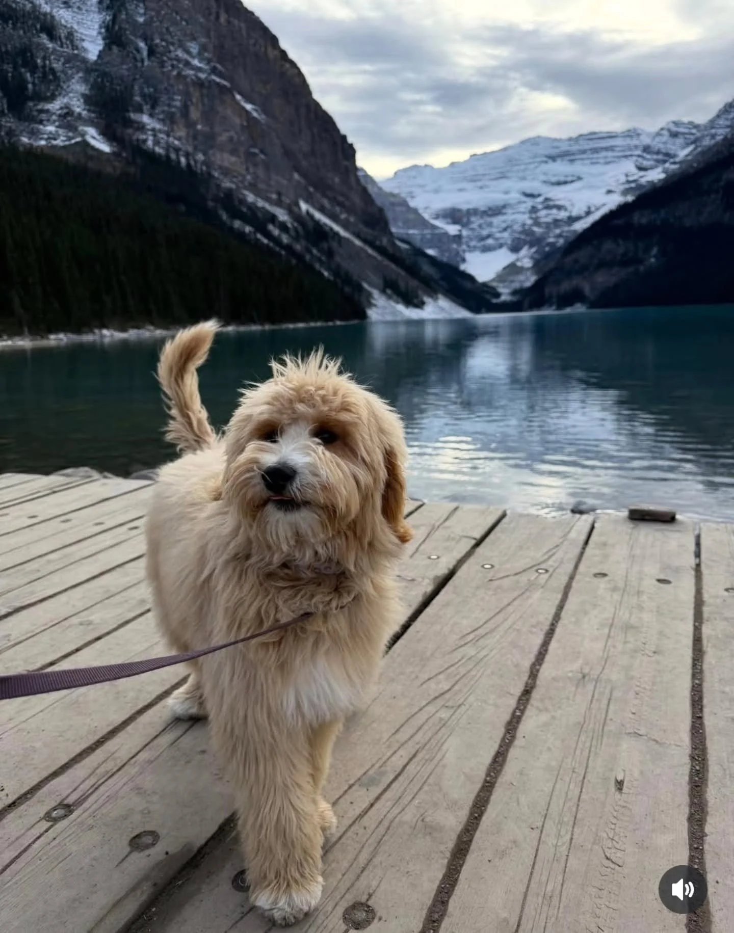 Grateful hearts are magnets for miracles. ✨️💜🐶

📸@vivygarziera 
.
.
.
.
.
.
#f1bgoldendoodle #goldendoodle #goldendoodleofinstagram #grasskennels #bestdogsintheworld #nonshedding #fallinlove #doodlelover #doodlekisses #okanagan #beautifulbritishco