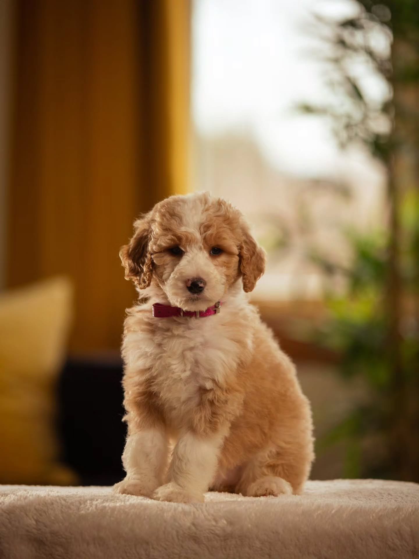 Anything that makes you feel beautiful and empowers you is worth it. ✨️💜🐶 Sweet Daphne is available for adoption. 
.
.
.
.
.
.
#f1bbernedoodle #bernedoodle #bernedoodlesofinstagram 
#grasskennels #bestdogsintheworld nonshedding fallinlove doodlelov
