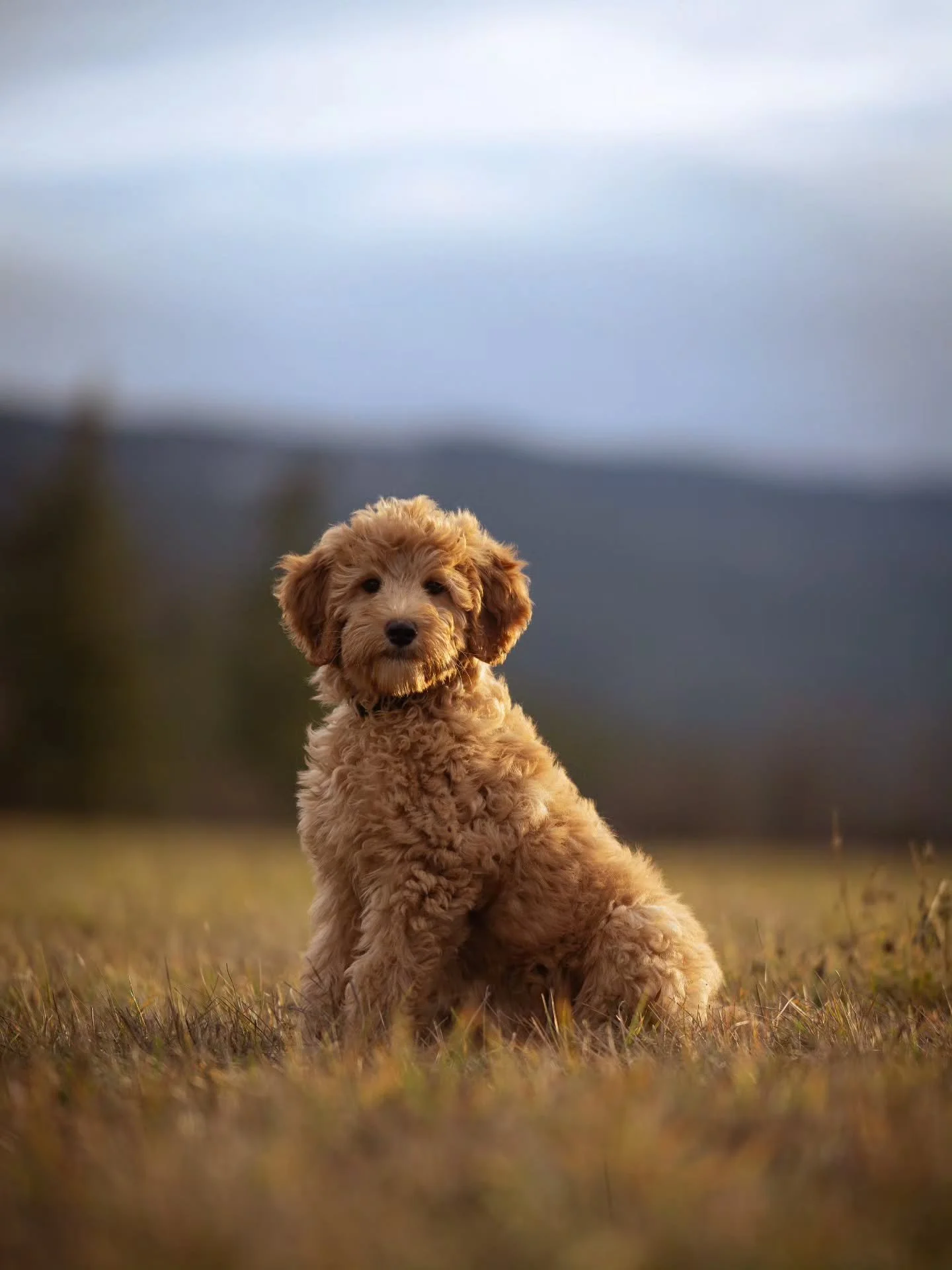You + Me = &hearts;️🐶 handsome Douglas is available for adoption. 
.
.
.
.
.
#bernedoodle #bernedoodlesofinstagram #f1bbernedoodle #grasskennels #bestdogsintheworld
