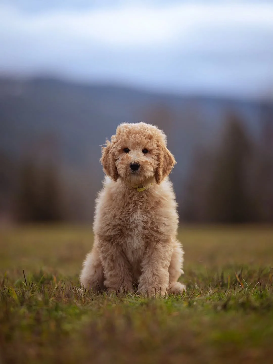 Happiness is not something ready-made. It comes from your own actions. &ndash; Dalai Lama 🐶🧡 gorgeous Ember is available for adoption. 
.
.
.
.
.
.
#f1bgoldendoodle #goldendoodle #goldendoodleofinstagram #grasskennels #bestdogsintheworld