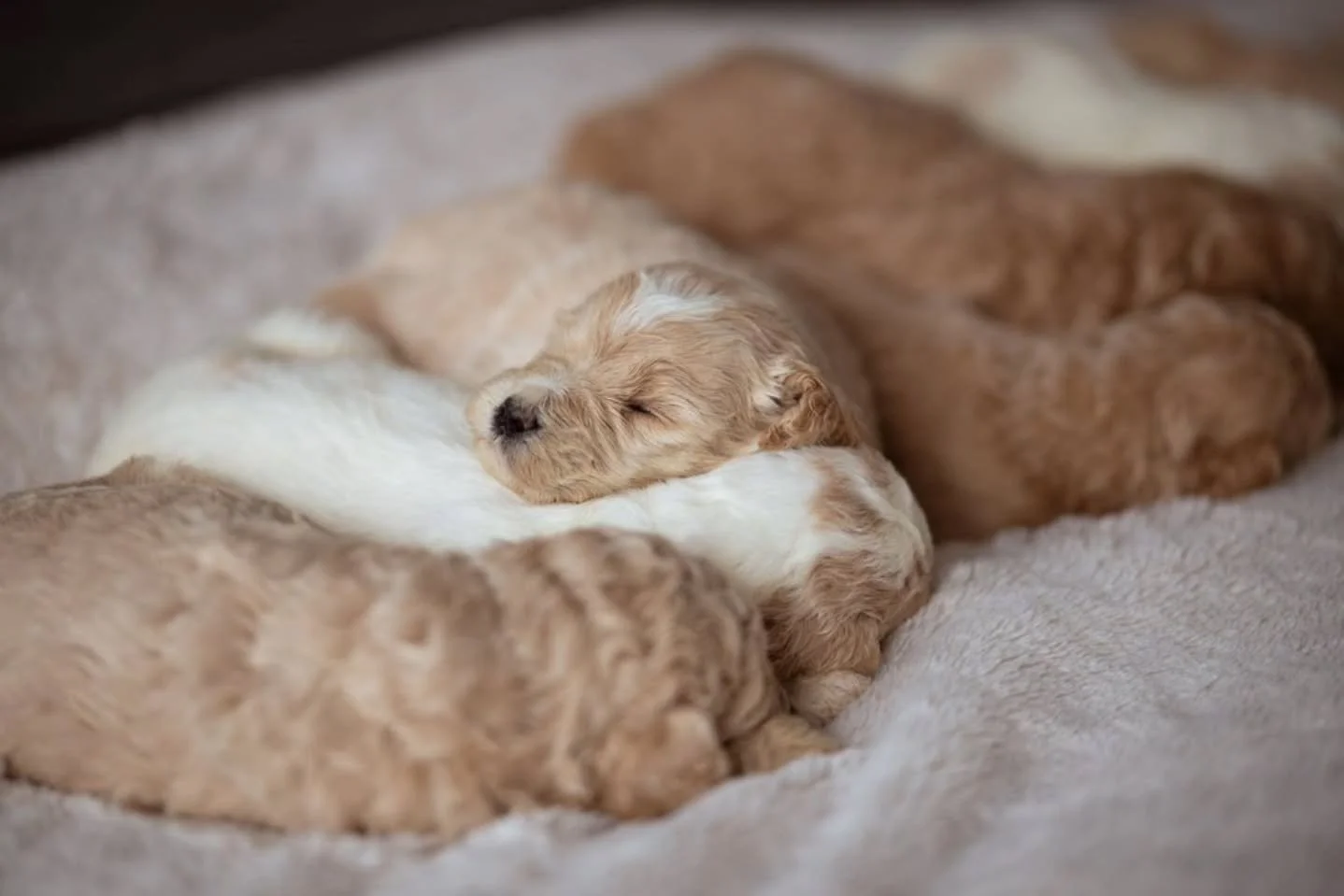 It's the possibility of having a dream come true that makes life interesting.-- Paulo Coelho 🐶💕 
.
.
.
.
.
#f1bgoldendoodle #goldendoodle #goldendoodleofinstagram #grasskennels #bestdogsintheworld