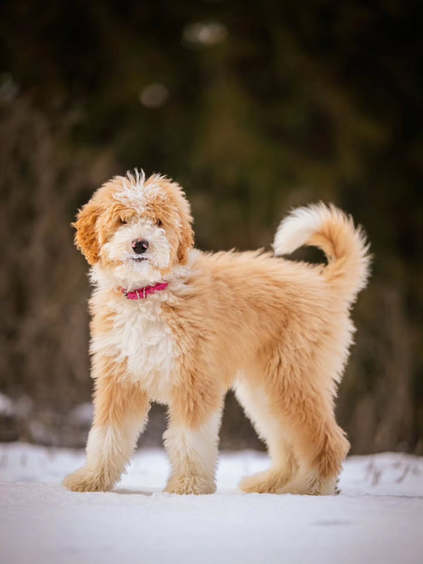 Do you want to build a snowman? - Frozen 🐶🩷 gorgeous Daphne is available for adoption. 
.
.
.
.
.
#f1bbernedoodle #bernedoodlesofinstagram #bernedoodle #grasskennels #bestdogsintheworld