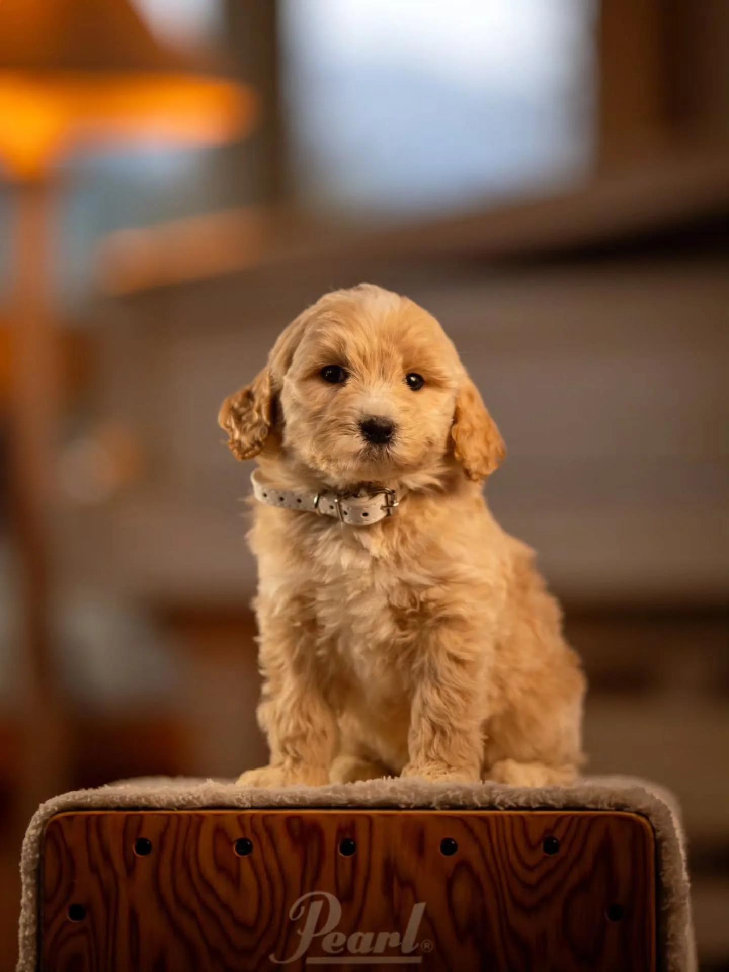 A friend is someone who gives you total freedom to be yourself. -Jim Morrison 🐶🤎 handsome Tony is available for adoption. 
.
.
.
.
.
#f1bgoldendoodle #goldendoodle #goldendoodleofinstagram #grasskennels #bestdogsintheworld