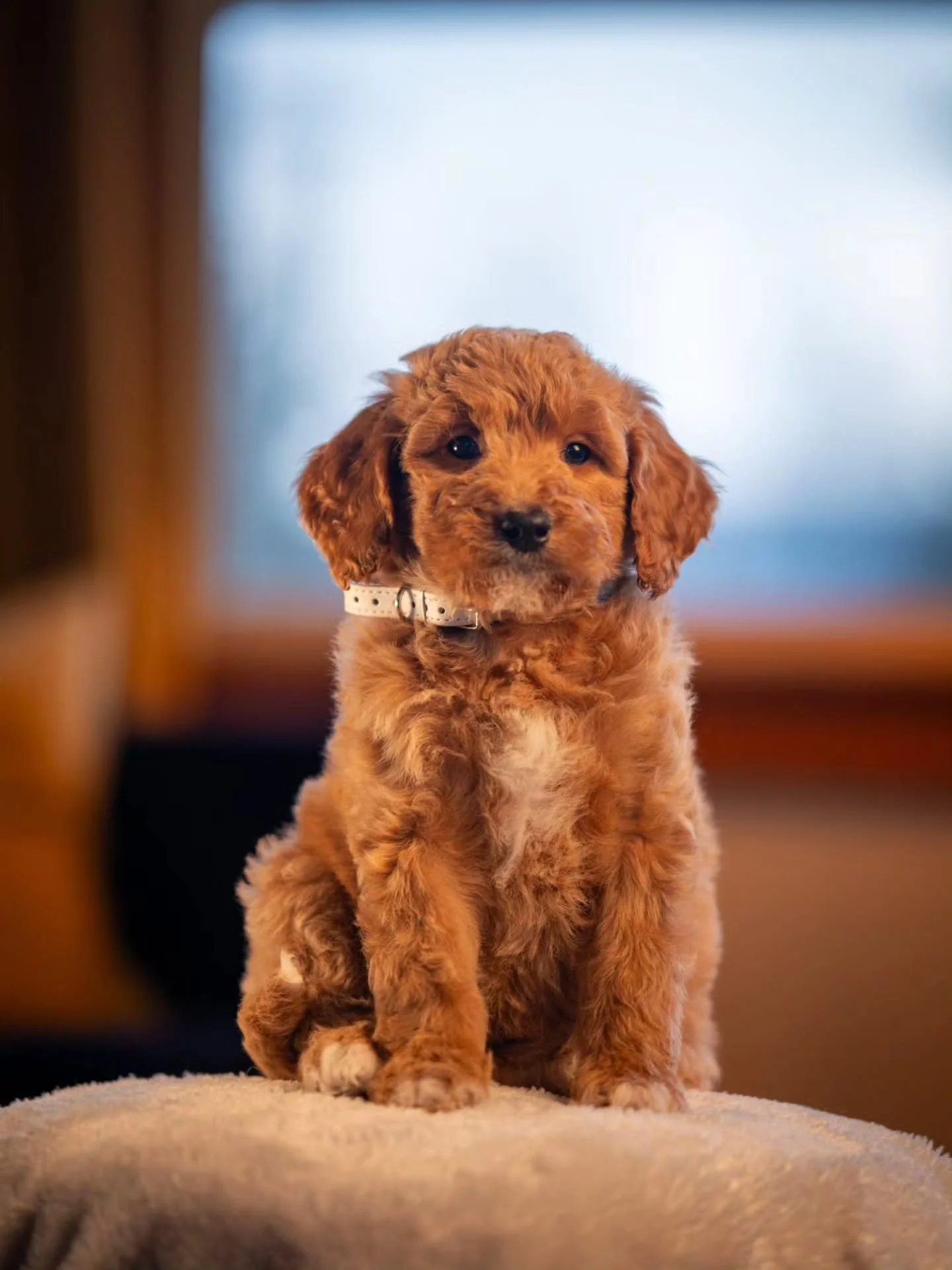 You're my favorite distraction. 🤍🐶 sweet Riley is available for adoption. 
.
.
.
.
.
#f1bbernedoodle #bernedoodle #bernedoodlesofinstagram #bestdogsintheworld #grasskennels