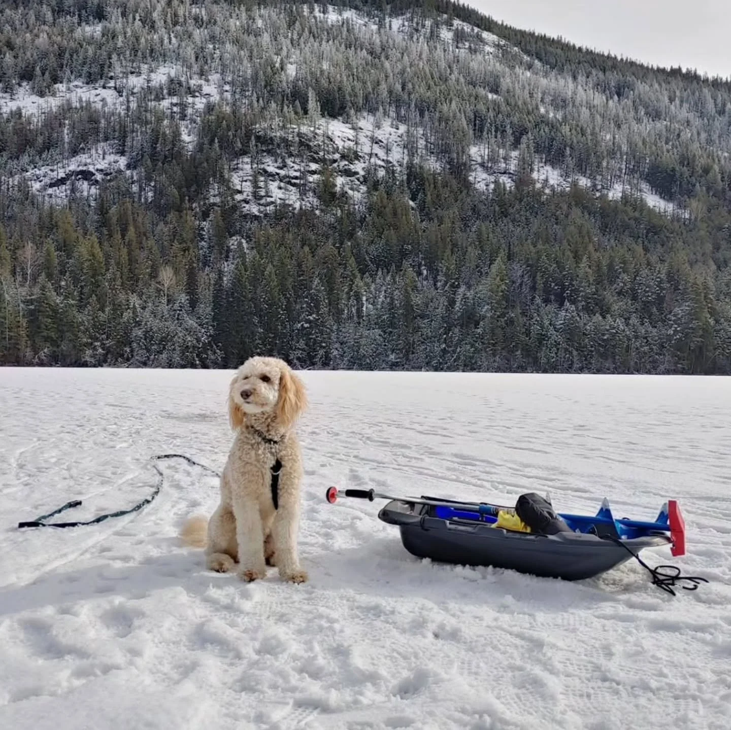 You're my greatest adventure. &hearts;️🐶🎣
Happy Wednesday friends.

📸@thenewoldchristina 
.
.
.
.
.
#f3bgoldendoodle #goldendoodle #goldendoodleofinstagram #grasskennels #bestdogsintheworld